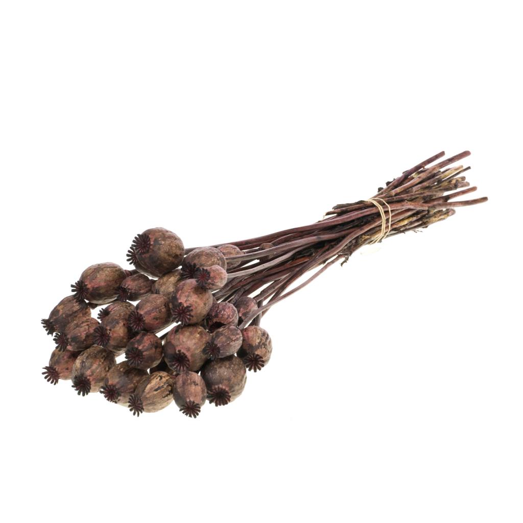 Pre Order Papaver deep brown, box x 20