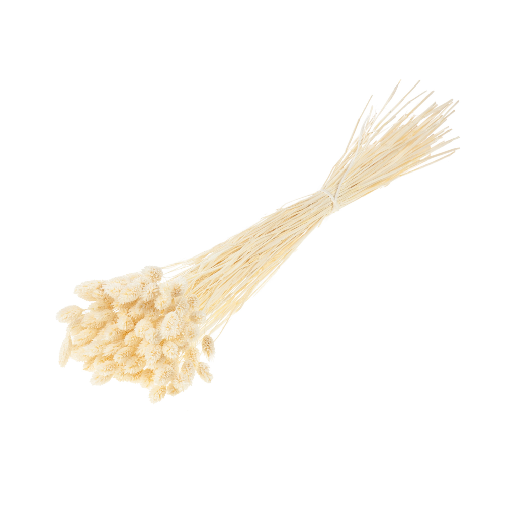 Pre Order Phalaris bleached white, box x 30