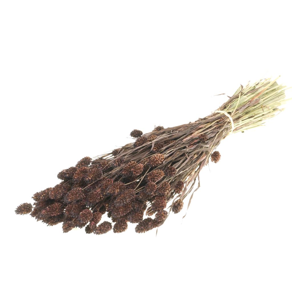 Pre Order Phalaris deep brown, box x 20