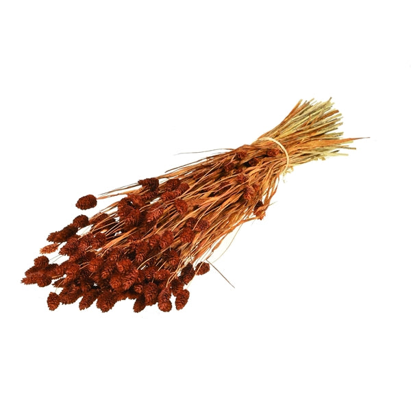 Pre Order Phalaris Teak, box x 20