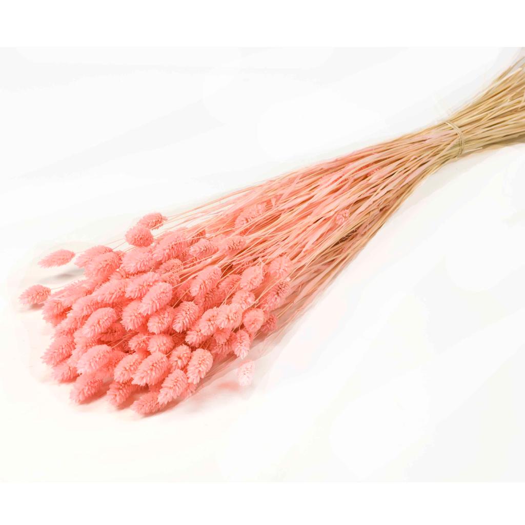 Pre Order Phalaris bleached pink, box x 30