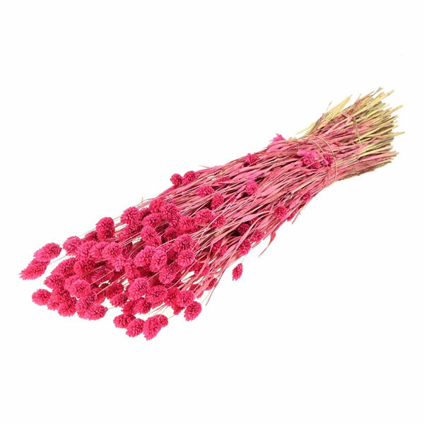 Pre Order Phalaris sugar pink, box x 20