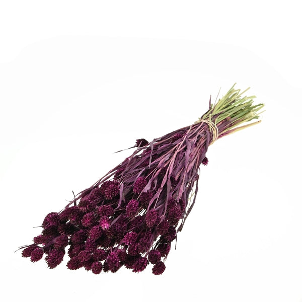 Pre Order Phalaris Prune, box x 20