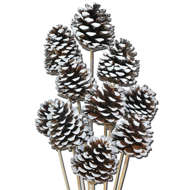 Pre Order Pine cone 5-7cm on stem natural white tip, Box x 12