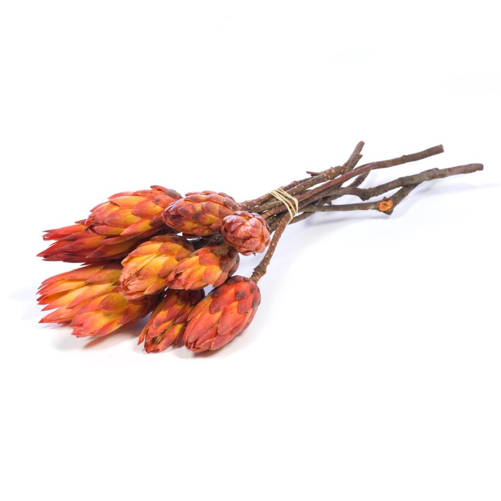Pre Order Protea pendula (repens red) natural red, box x 20