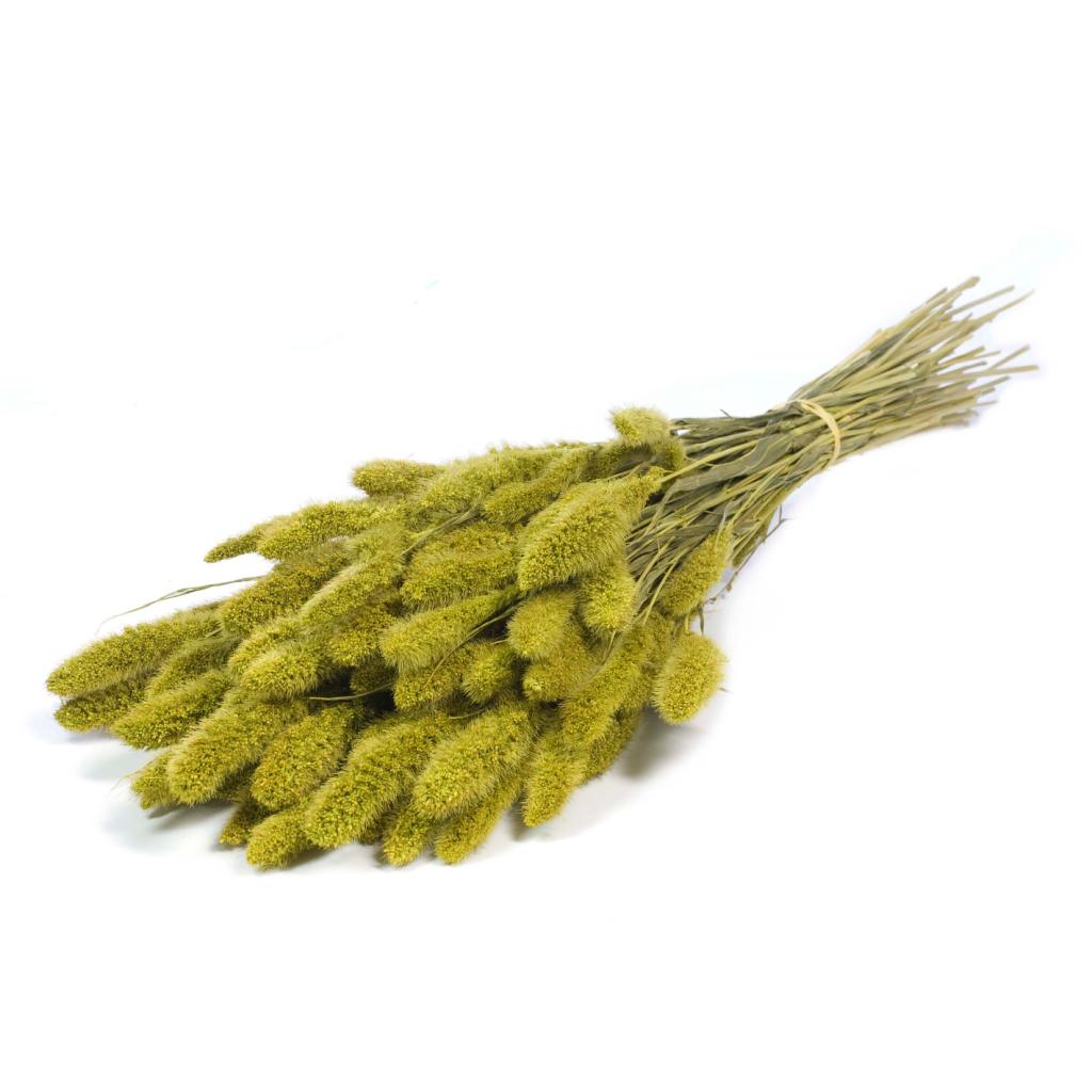 Pre Order Setarea green, box x 20