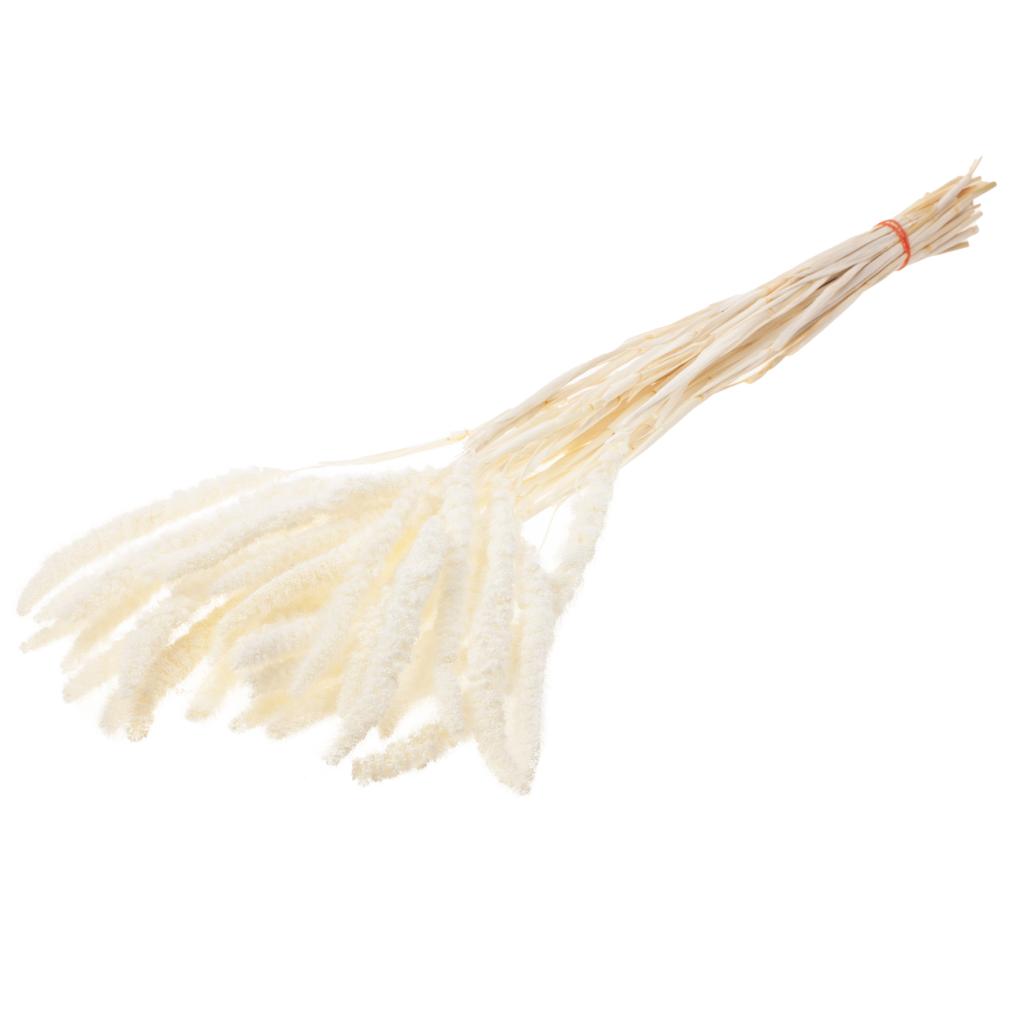 Pre Order Setarea bleached white, box x 30