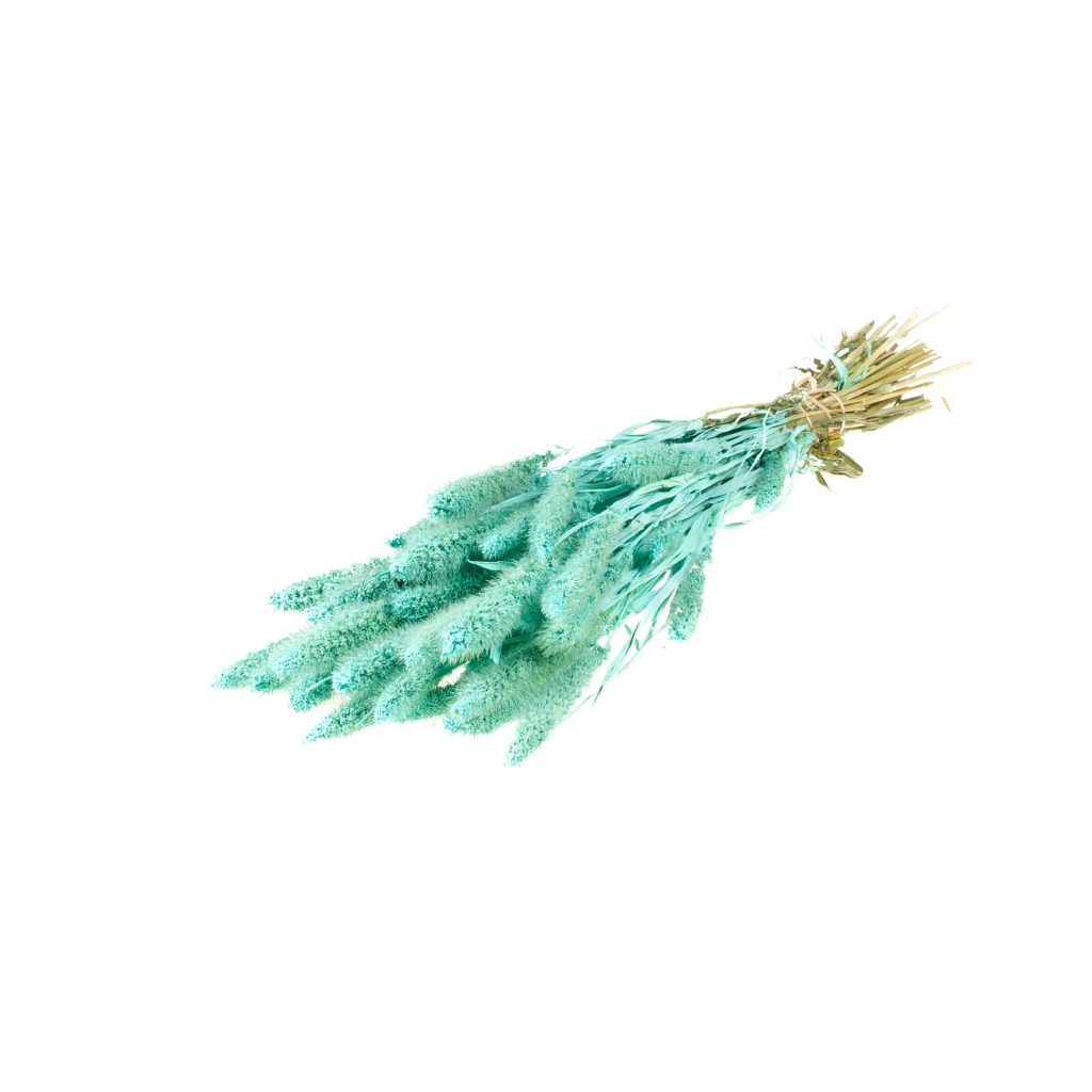 Pre Order Setarea blue aqua, box x 20