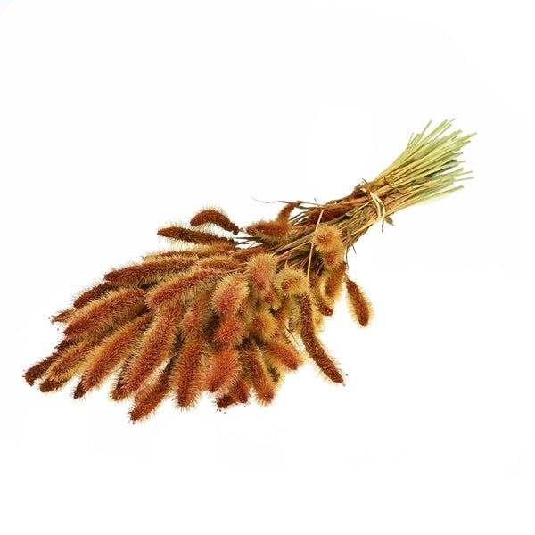 Pre Order Setarea Teak, box x 20