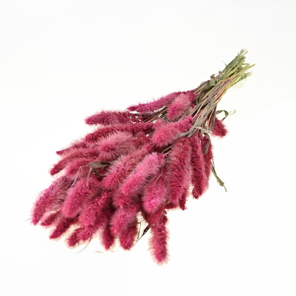 Pre Order Setarea sugar pink, box x 20