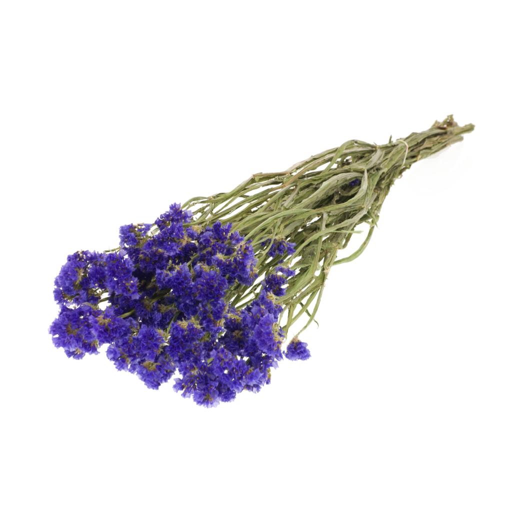 Pre Order Statice sinuata  natural blue, box x 20