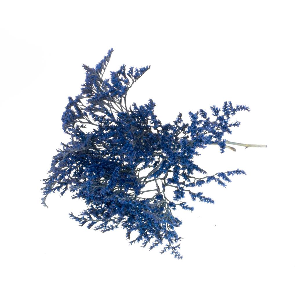 Pre Order Statice tatarica kg dark blue, box x 2