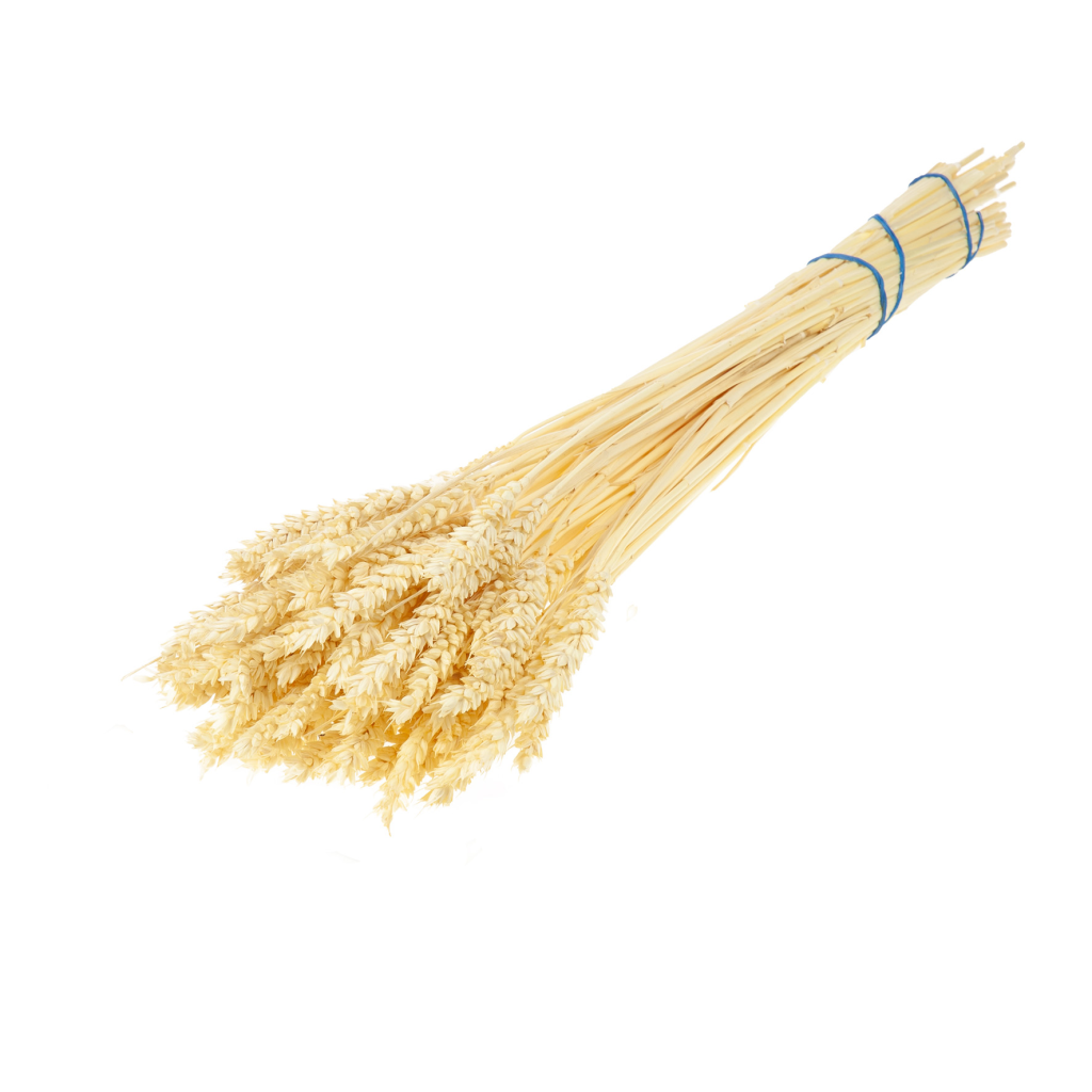 Pre Order Tarwe (triticum) bleached white, box x 40