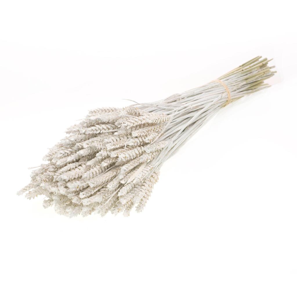 Pre Order Tarwe (triticum) white silver glitter, Box x 20