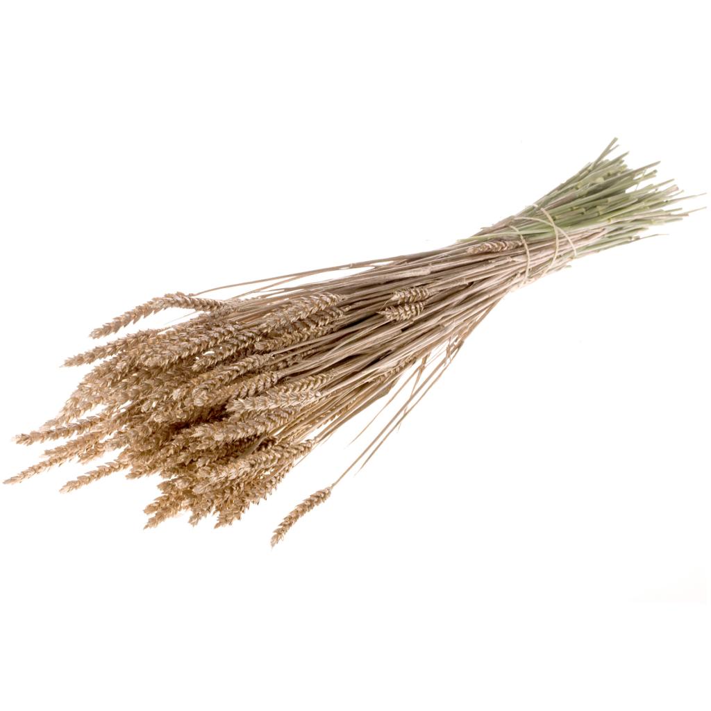 Pre Order Tarwe (triticum) warm gold, Box x 20