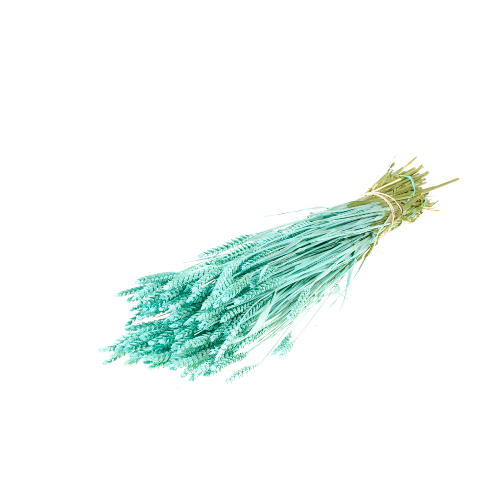 Pre Order Tarwe (triticum) blue aqua, box x 20