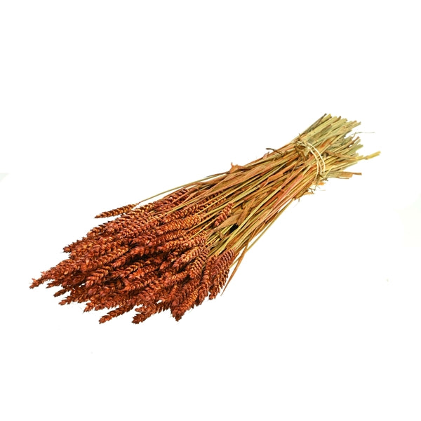 Pre Order Tarwe (triticum) Teak, box x 20