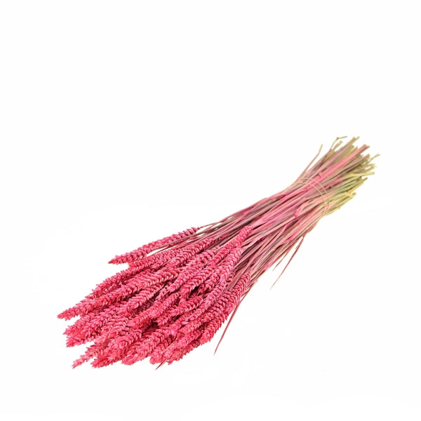 Pre Order Tarwe (triticum) sugar pink, box x 20