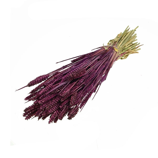 Pre Order Tarwe (triticum) Prune, box x 20