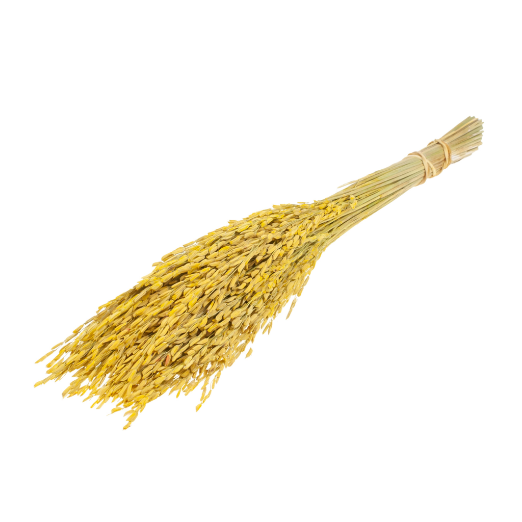 Pre Order Rice yellow, box x 12