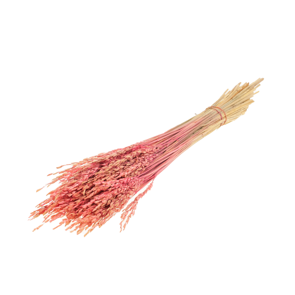 Pre Order Rice pink, box x 12