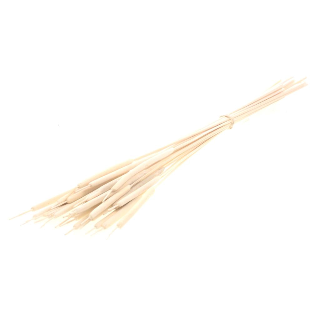 Pre Order Typha small bleached white, box x 20