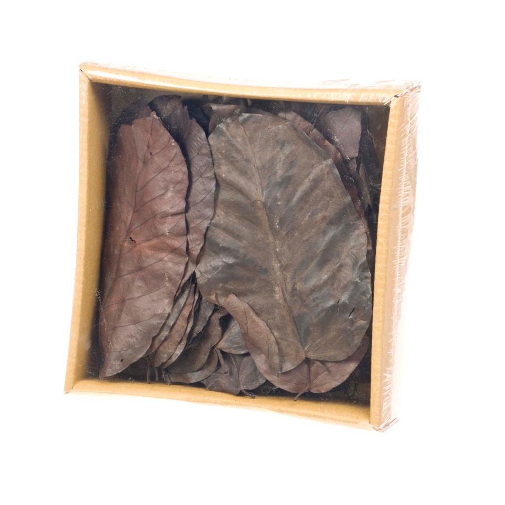 Pre Order Salal leaves preserved 50pc deep brown, box x 12