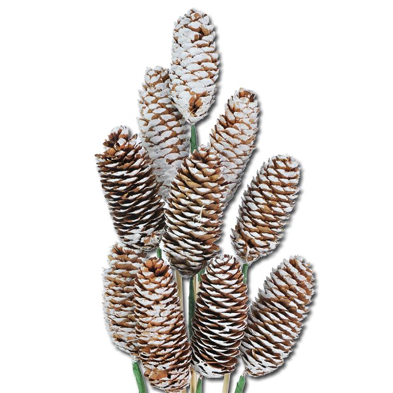 Pre Order Spruce cone on stem natural white tip, Box x 20