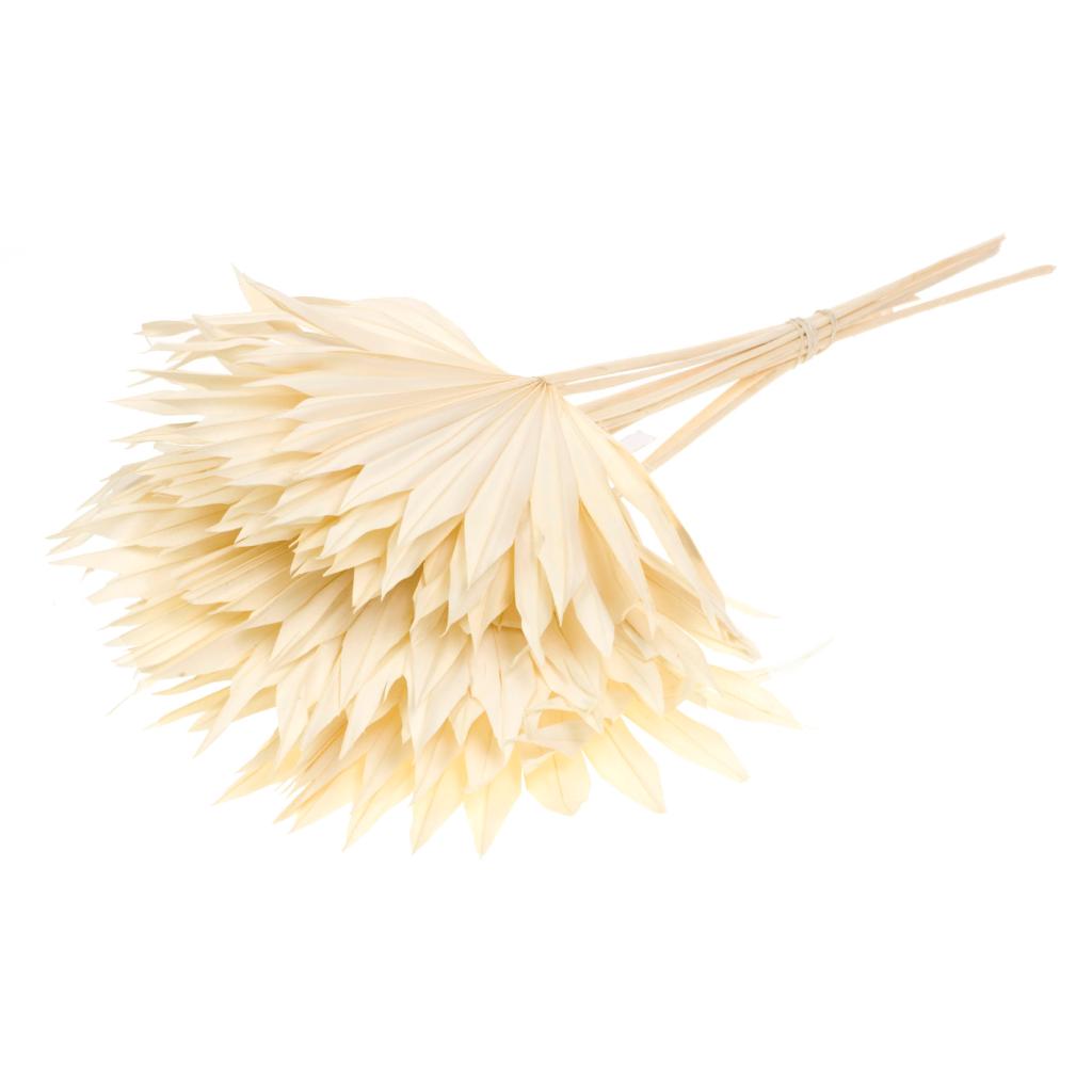 Pre Order Palm sun bleached white, box x 12