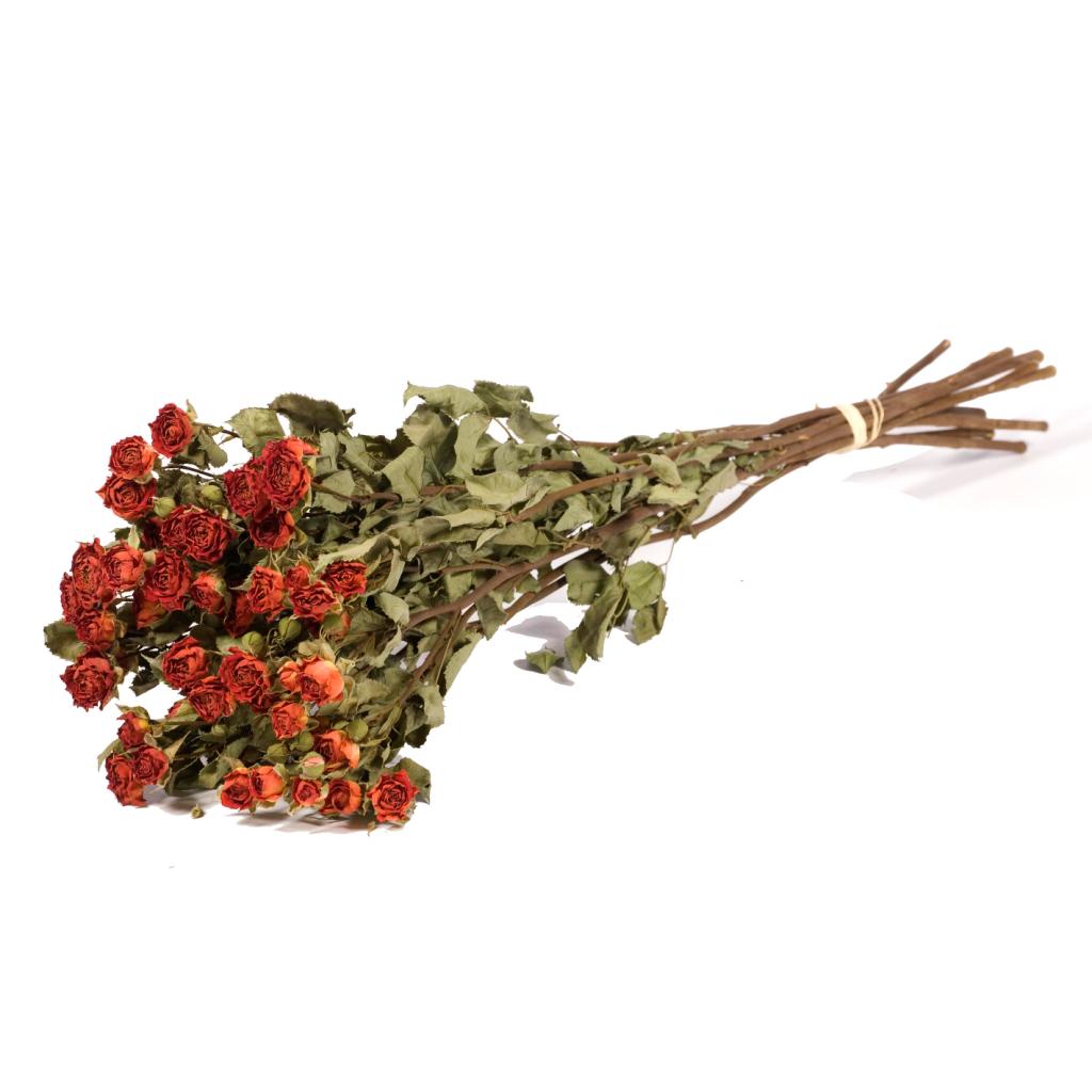 Pre Order Roses spray natural orange , box x 20