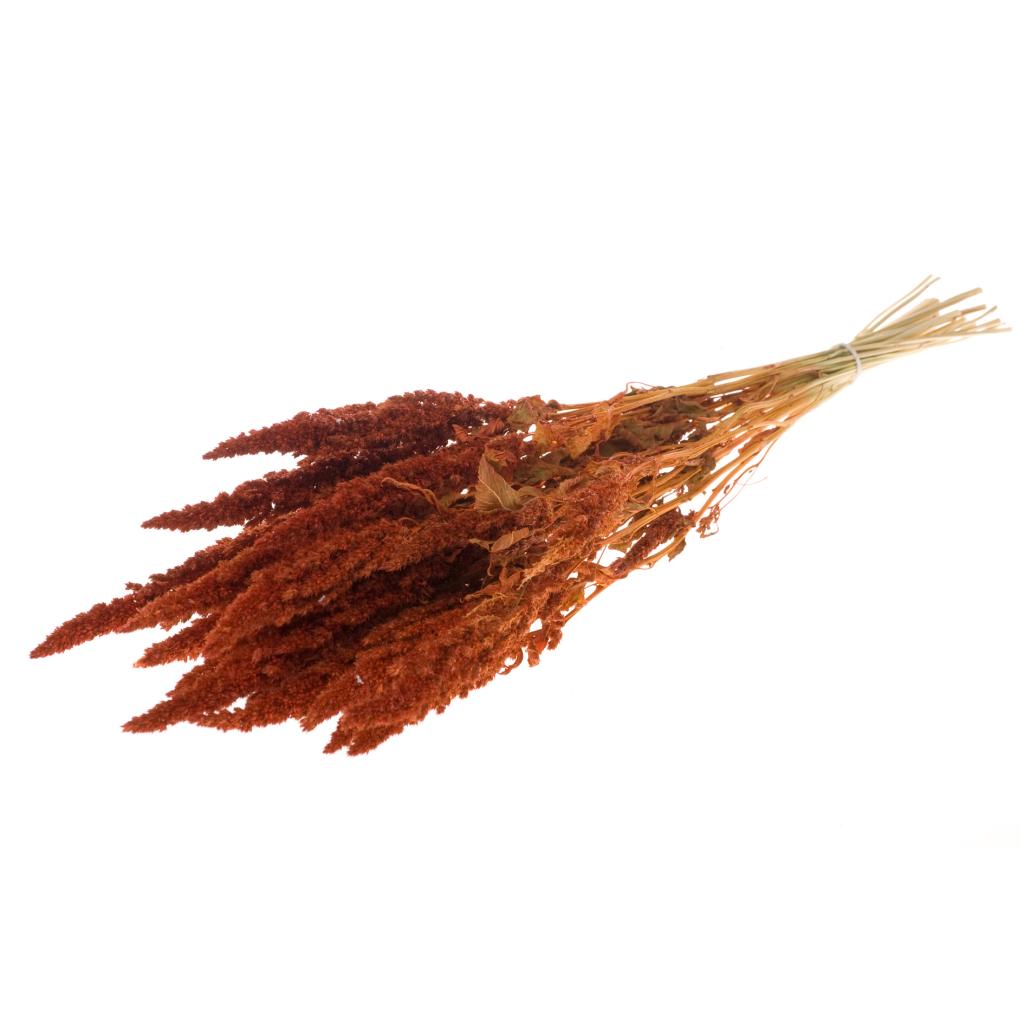 Pre Order Amaranthus  burnt orange, box x 15