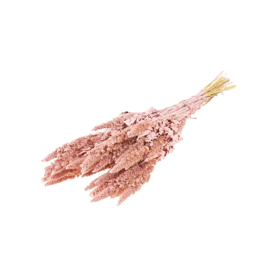 Pre Order Amaranthus pink misty, box x 15