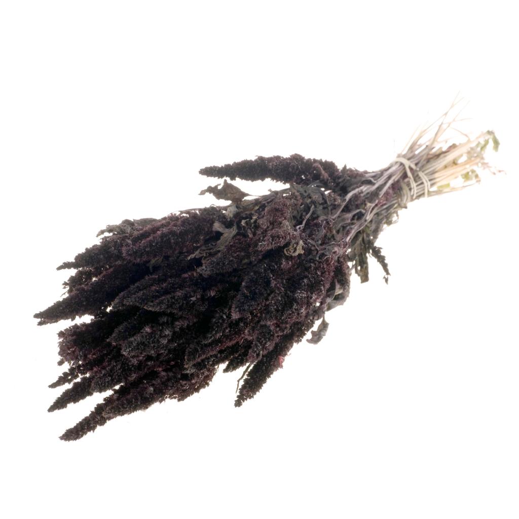 Pre Order Amaranthus deep brown, box x 15