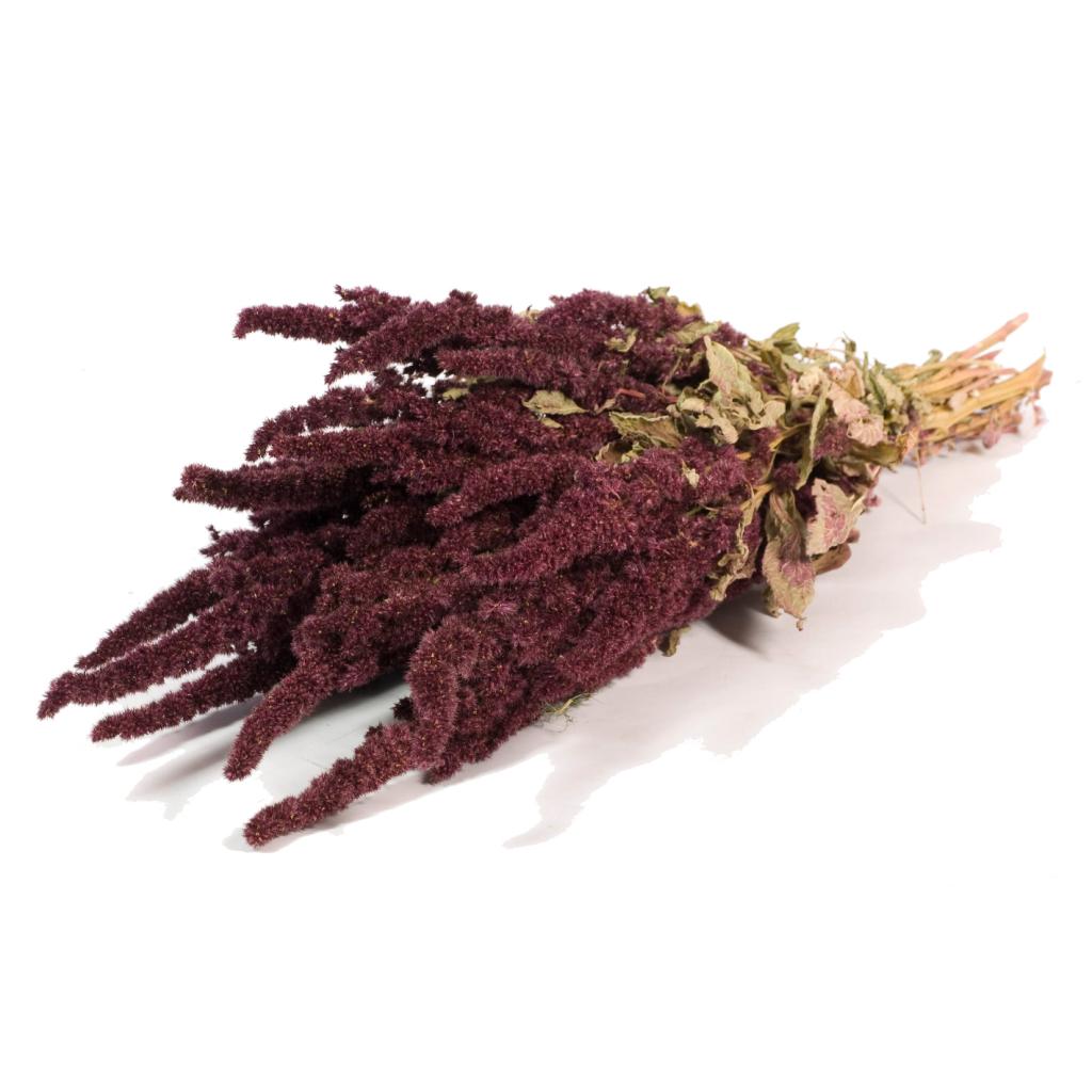 Pre Order Amaranthus natural red , box x 20