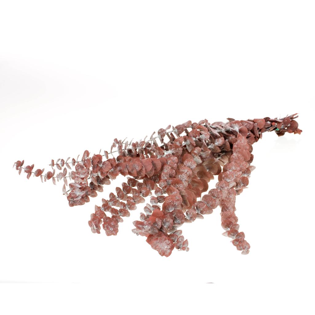 Pre Order Eucalyptus baby preserved red, box x 20