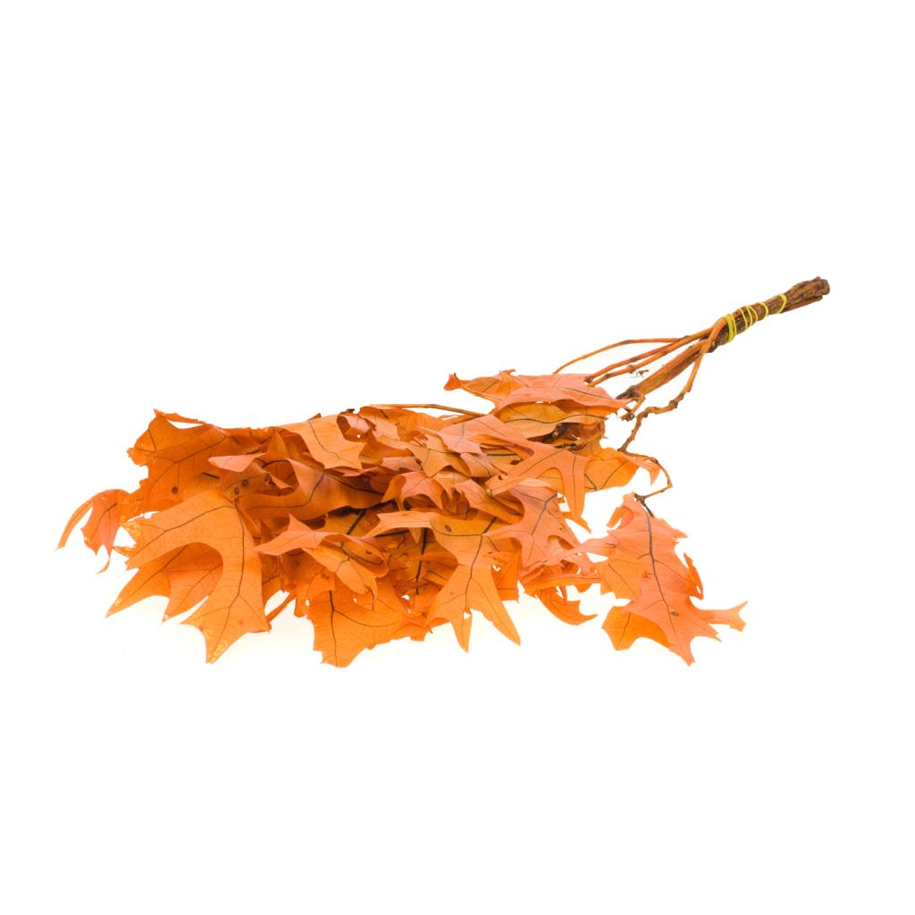 Pre Order Scarlet Oak leaf preserved burnt orange, box x 12