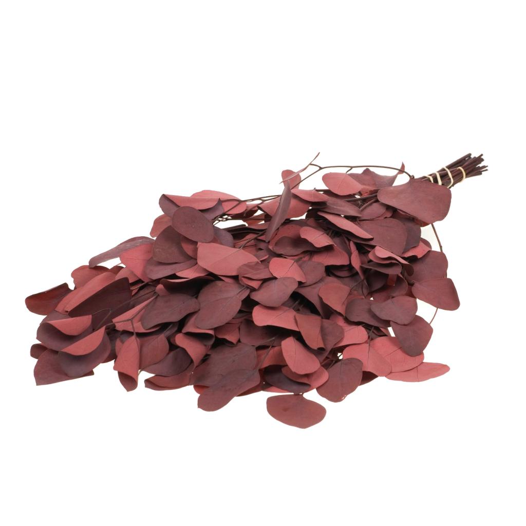 Pre Order Eucalyptus populus preserved red, box x 25