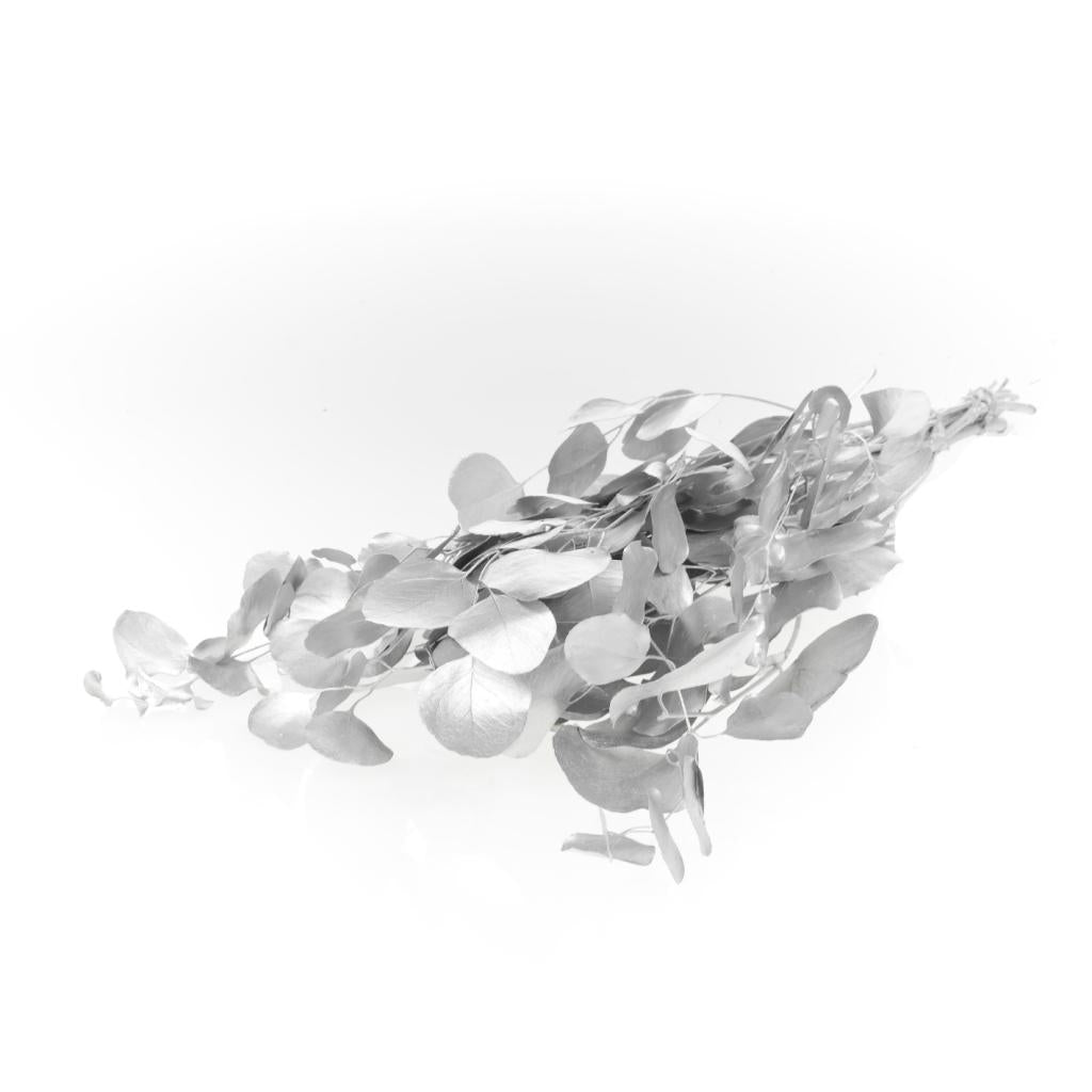 Pre Order Eucalyptus populus preserved silver, Box x 25