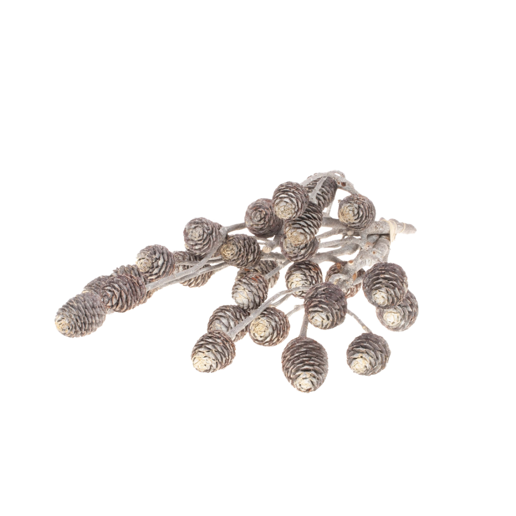 Pre Order Muirii branch white wash, box x 16