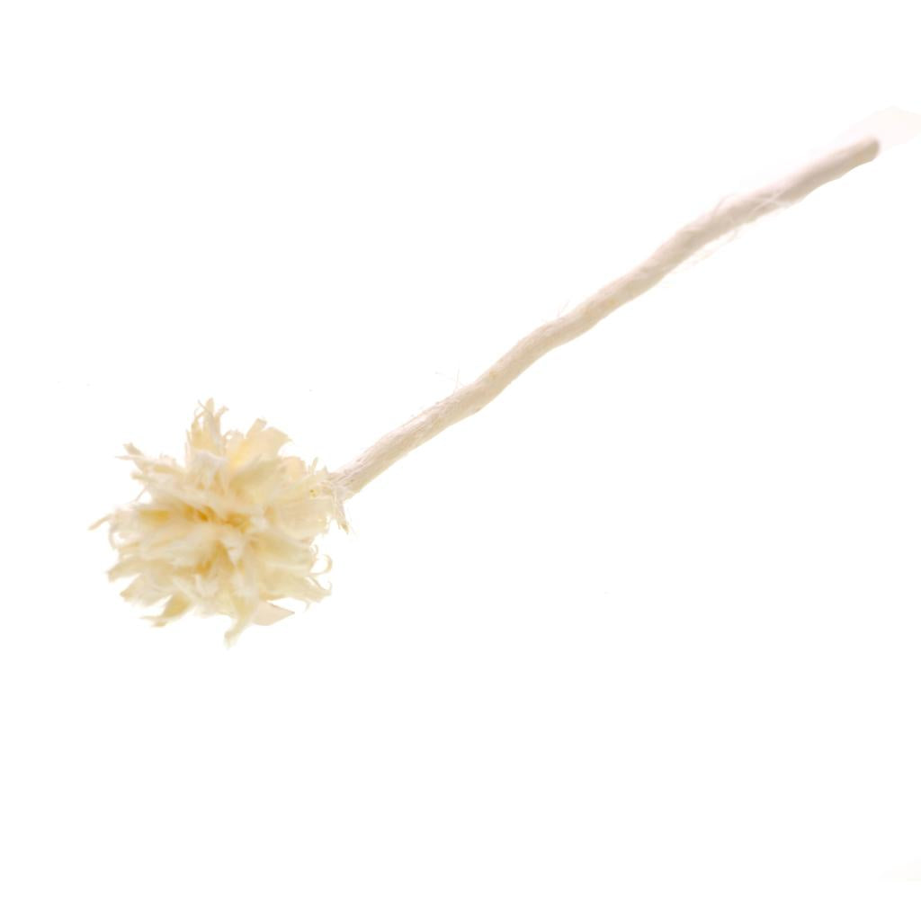 Pre Order Plumosum single head branch bleached white, box x 20