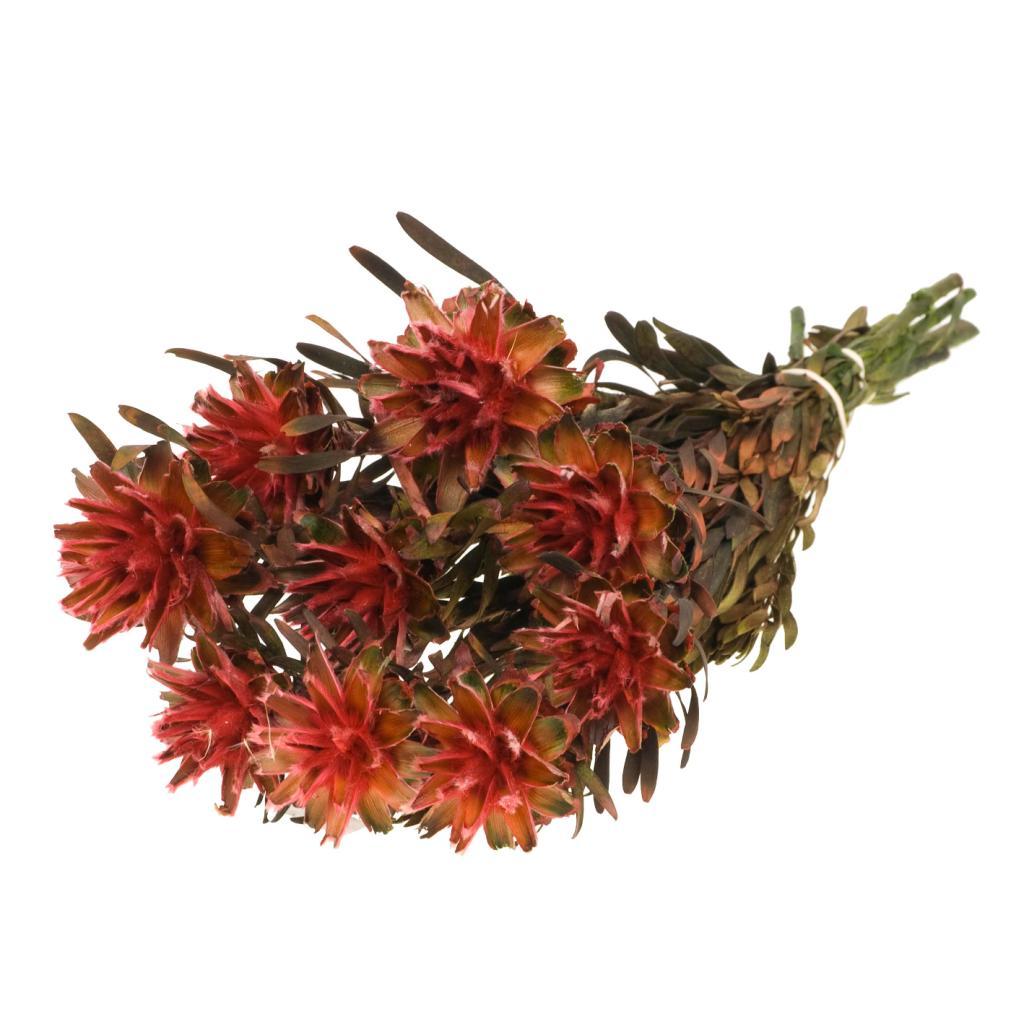 Pre Order Plumosum female preserved red, box x 25