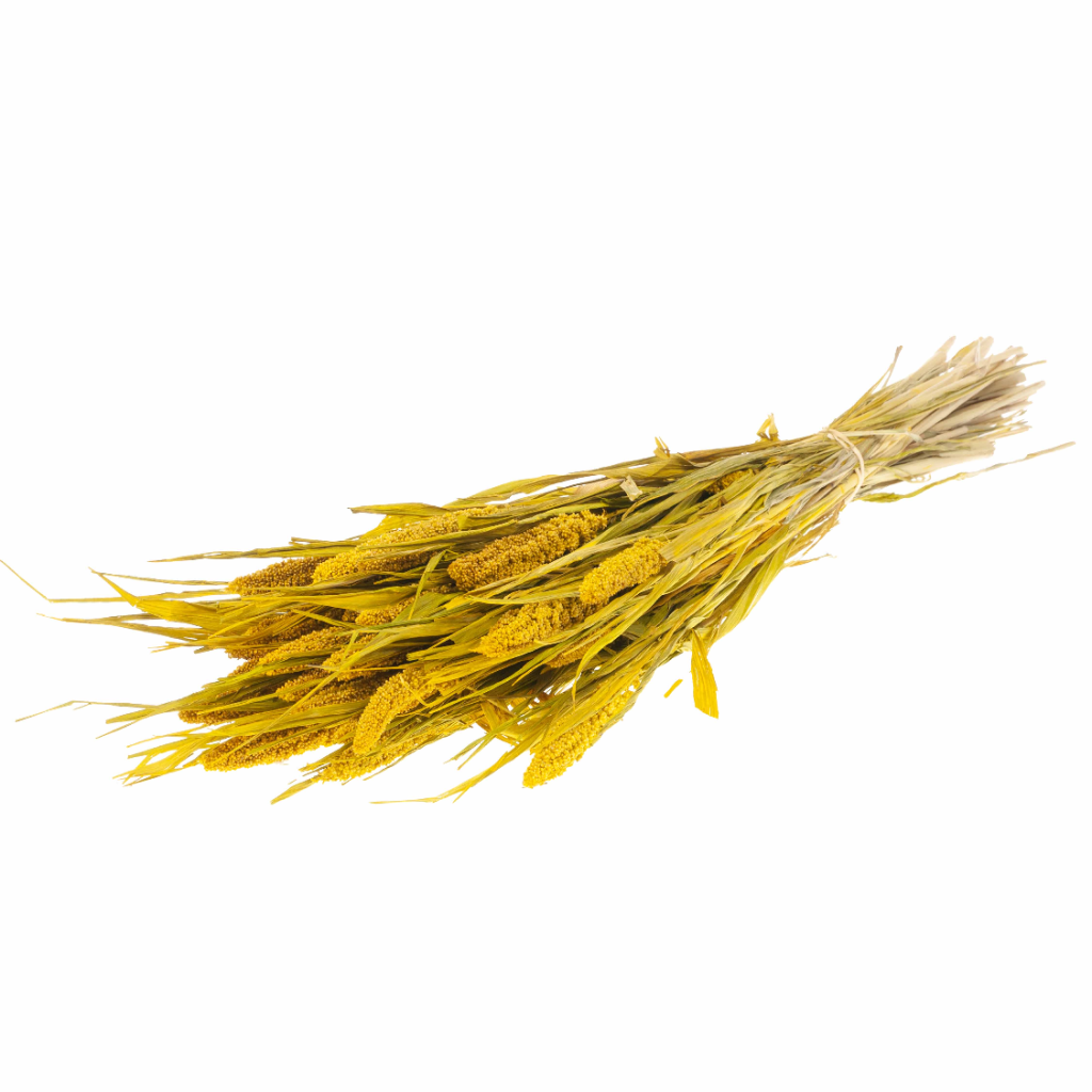 Pre Order Setarea italica yellow, box x 15