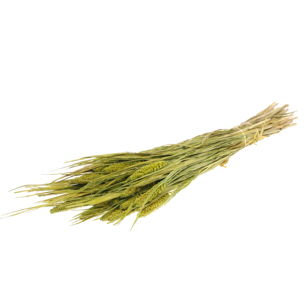 Pre Order Setarea italica green, box x 15