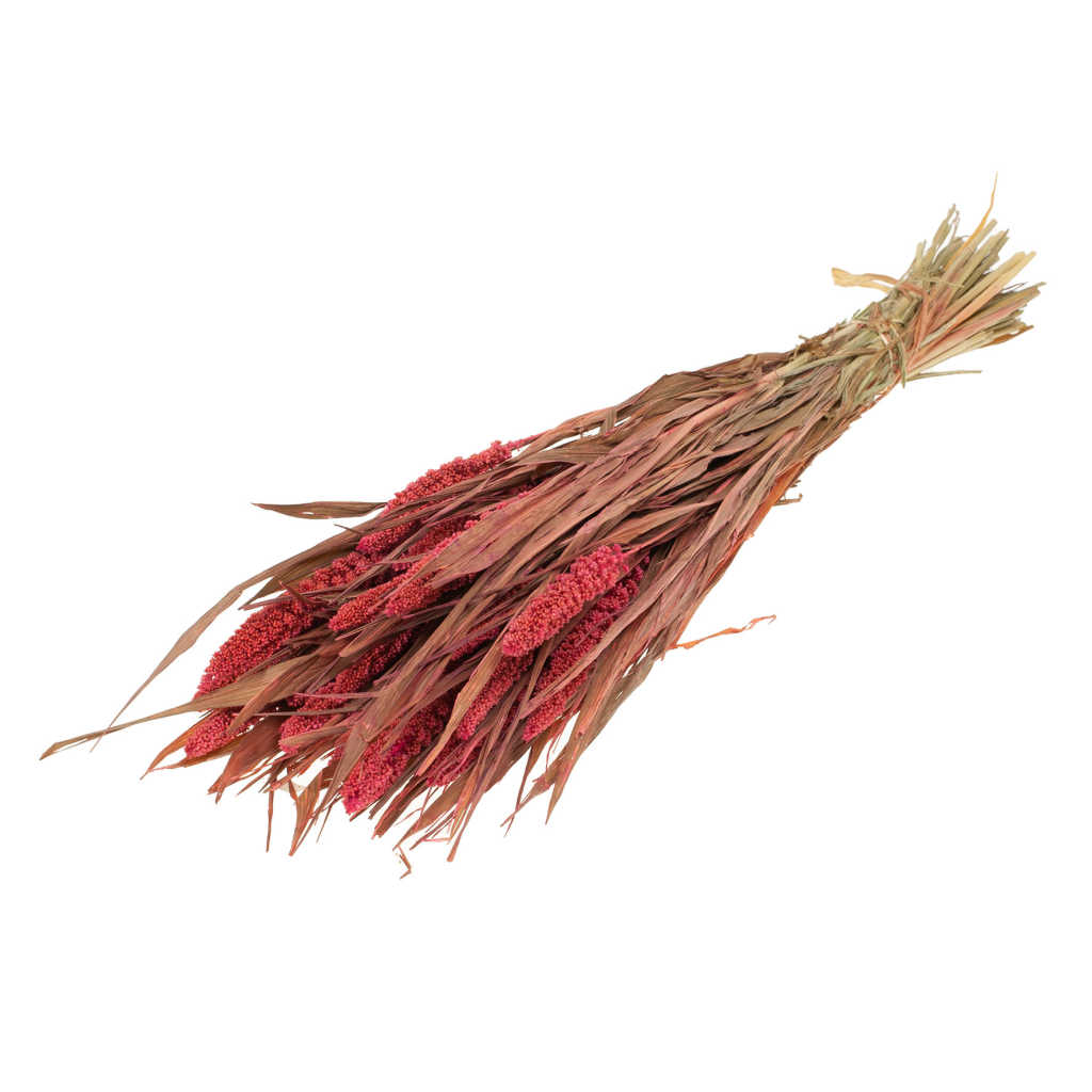 Pre Order Setarea italica pink, box x 15