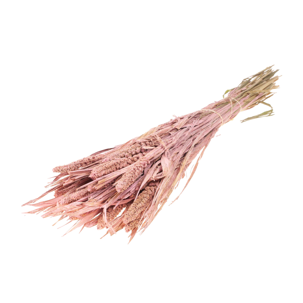 Pre Order Setarea italica pink misty, box x 15