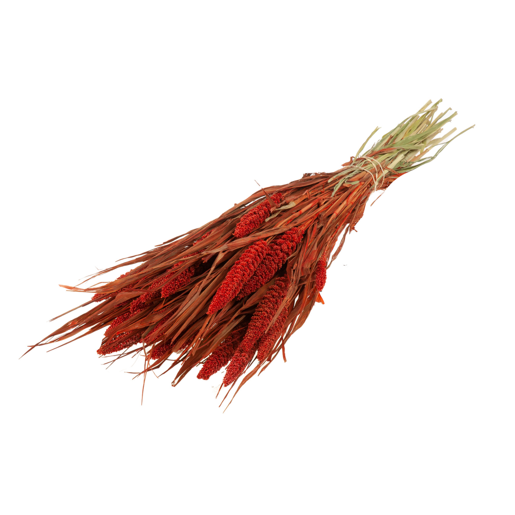 Pre Order Setarea italica red, box x 15