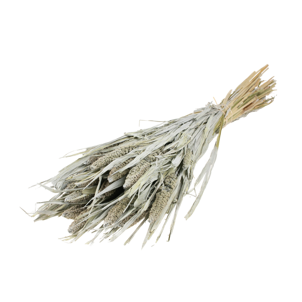 Pre Order Setarea italica grey misty, box x 15