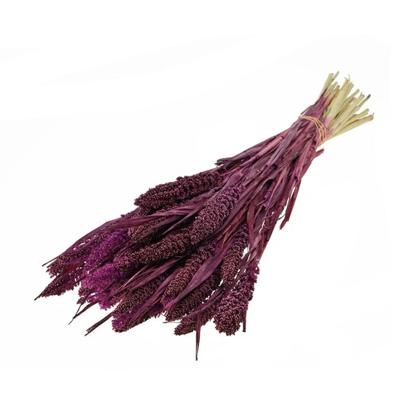 Pre Order Setarea italica prune, box x 15