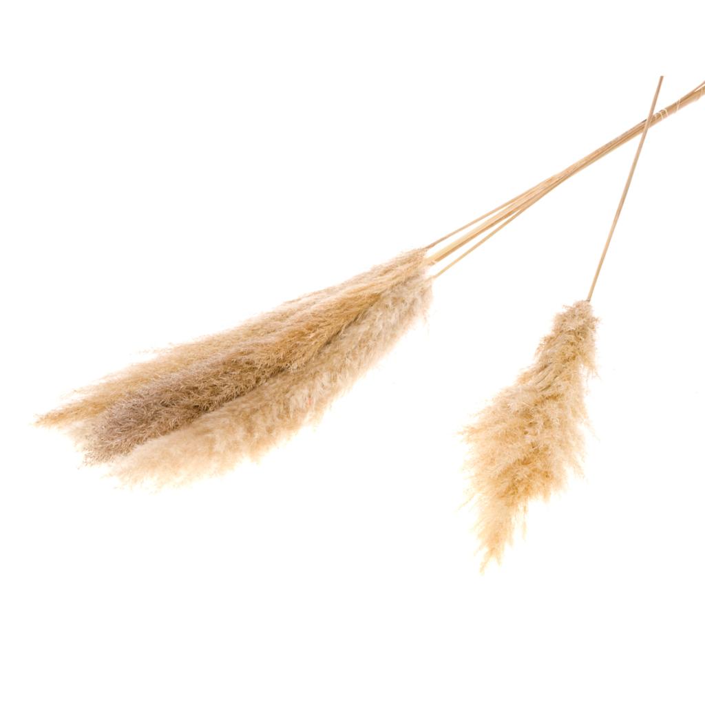 Pre Order Cortaderia small natural, box x 20
