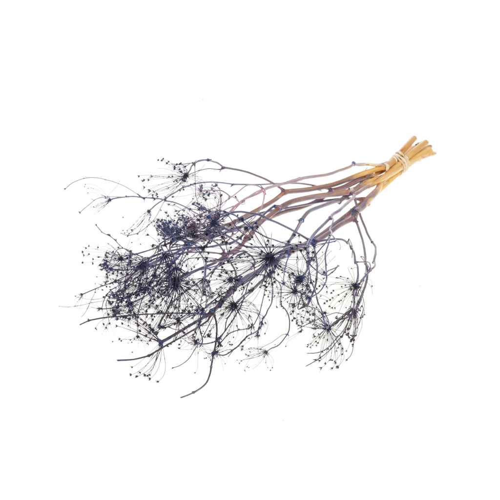 Pre Order Bupleurum open 55cm dark blue, box x 20